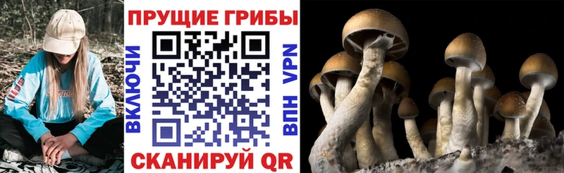 Псилоцибиновые грибы прущие грибы  Купить закладки  Боготол 